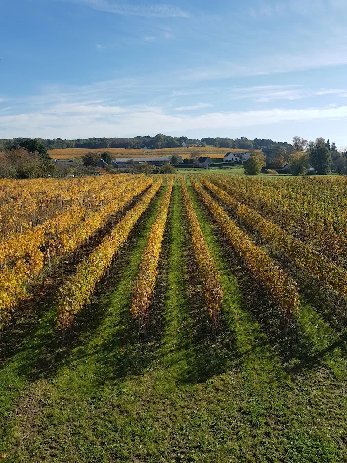 Vinhedos de Roillus, no Vale do Loire, no outono, com a propriedade ao fundo e céu azul