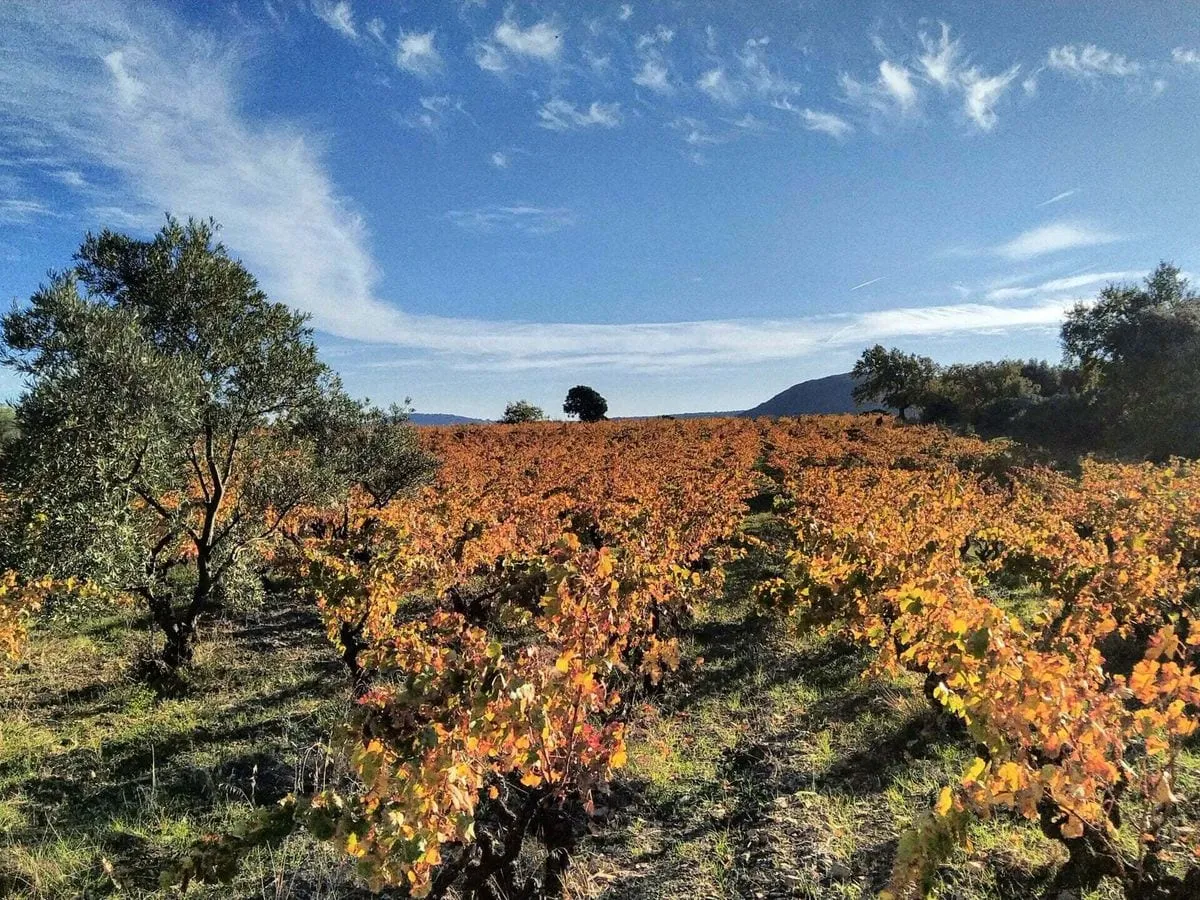 Le Clos Rouge, em foto publicada pela própria vinícola