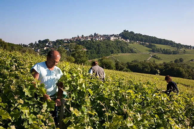 Vindima no Domaine Roland Tissier et Fils